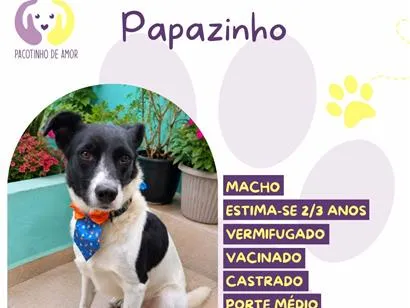 Cachorro raça SRD-ViraLata idade 2 anos nome Papazinho