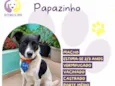 Papazinho