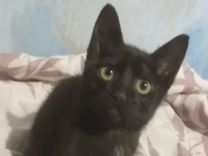 Gato raça SRD-ViraLata idade 2 a 6 meses nome Será nomeado pelo adotante.
