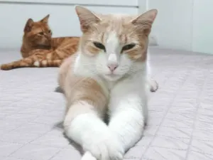 Gato raça SRD-ViraLata idade 2 anos nome calebe