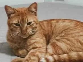 Gato raça SRD-ViraLata idade 2 anos nome Josué 