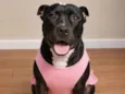 vick 