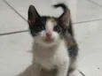 Bibi 