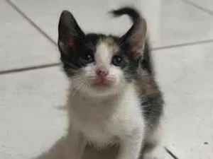 Gato raça Siamês idade Abaixo de 2 meses nome Bibi 