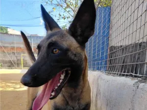 Cachorro raça Pastor Alemão idade 1 ano nome Pandora