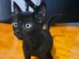 Gatos 
