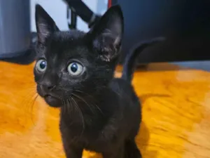 Gato raça  idade Abaixo de 2 meses nome Gatos 