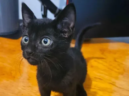 Gato raça  idade Abaixo de 2 meses nome Gatos 
