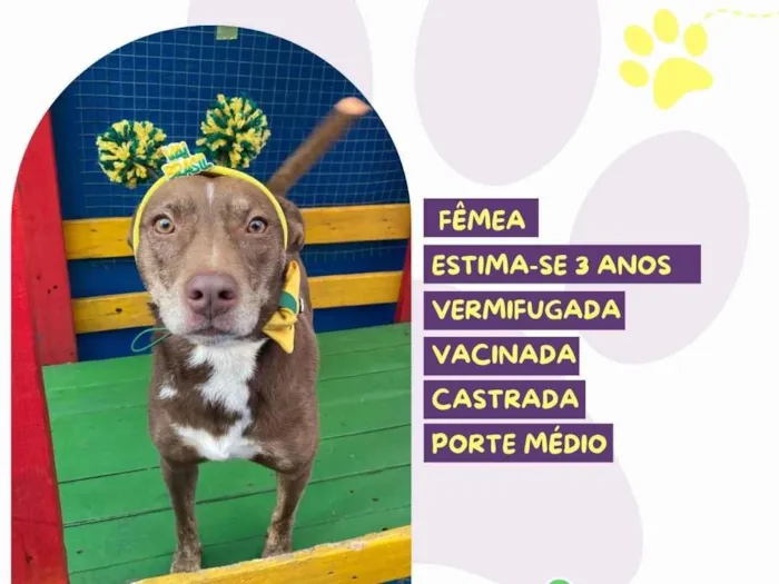 Cachorro raça SRD-ViraLata idade 3 anos nome Nutella