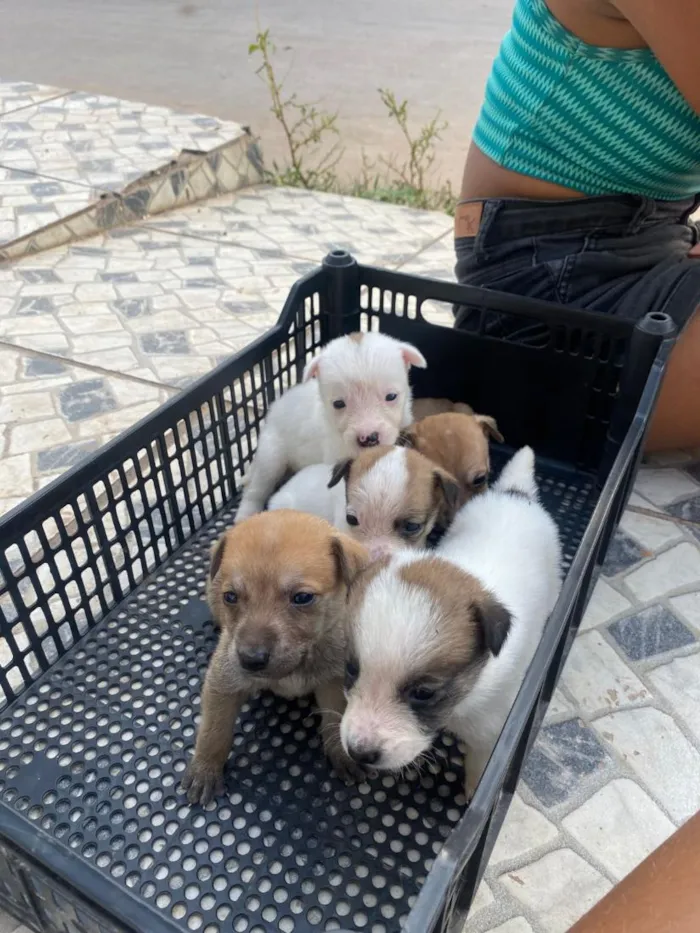 Cachorro raça SRD-ViraLata idade Abaixo de 2 meses nome Mãe ( Pandora) 