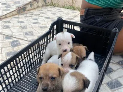 Cachorro raça SRD-ViraLata idade Abaixo de 2 meses nome Mãe ( Pandora) 