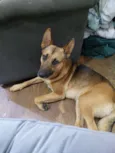 Apolo