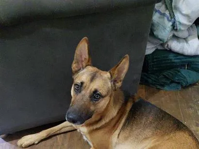 Cachorro raça SRD-ViraLata idade 1 ano nome Apolo