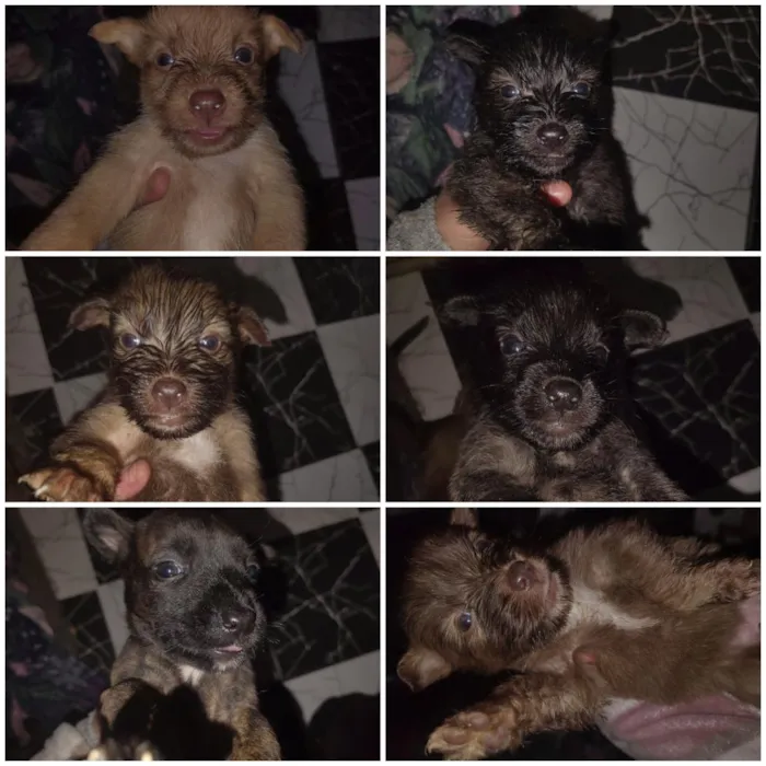 Cachorro raça SRD-ViraLata idade 2 a 6 meses nome sem nomes
