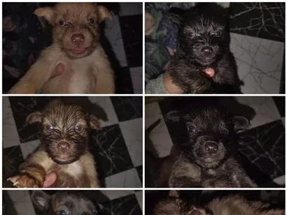 Cachorro raça SRD-ViraLata idade 2 a 6 meses nome sem nomes