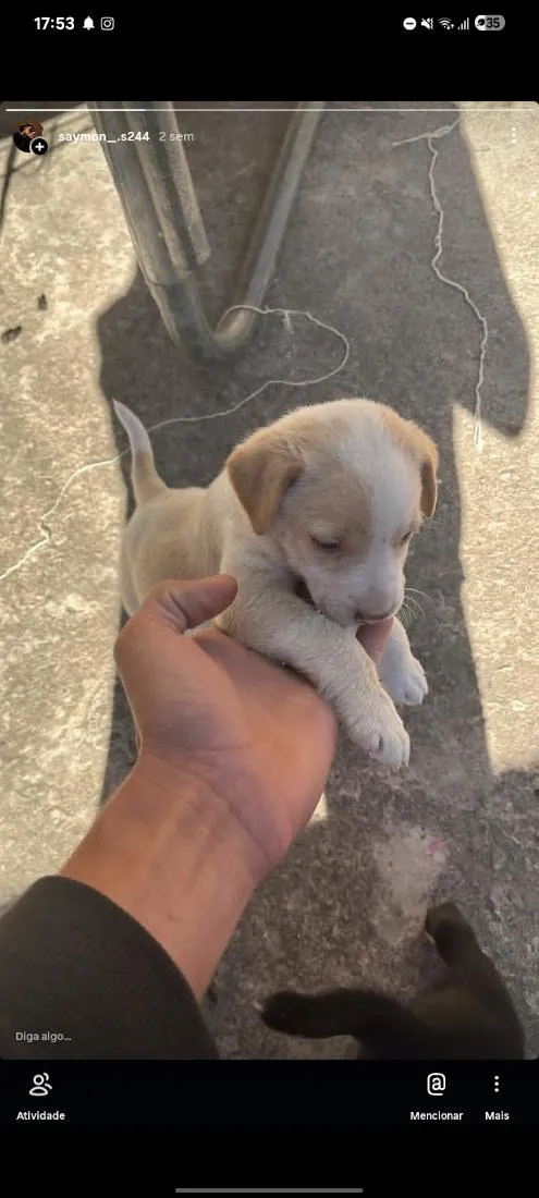 Cachorro raça SRD-ViraLata idade Abaixo de 2 meses nome luke