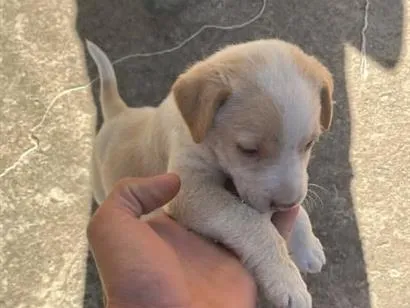 Cachorro raça SRD-ViraLata idade Abaixo de 2 meses nome luke