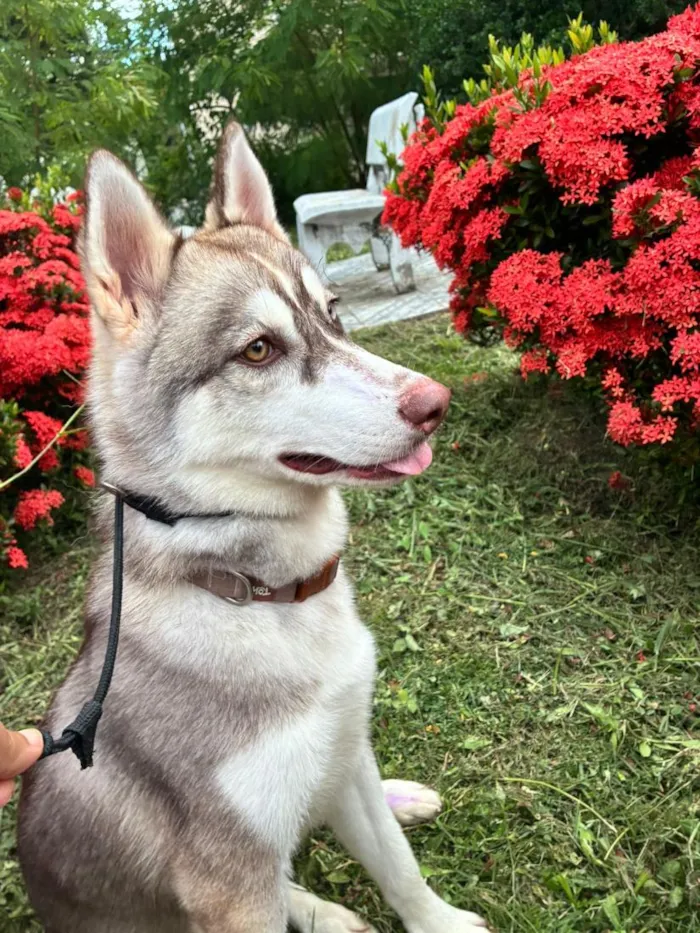 Cachorro raça SRD-ViraLata idade 7 a 11 meses nome Nikita