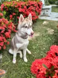 Nikita