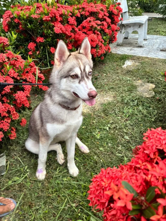 Cachorro raça SRD-ViraLata idade 7 a 11 meses nome Nikita
