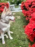 Nikita