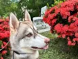Nikita