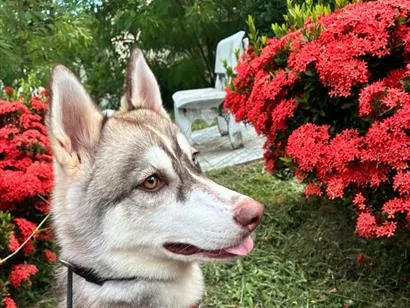 Cachorro raça SRD-ViraLata idade 7 a 11 meses nome Nikita