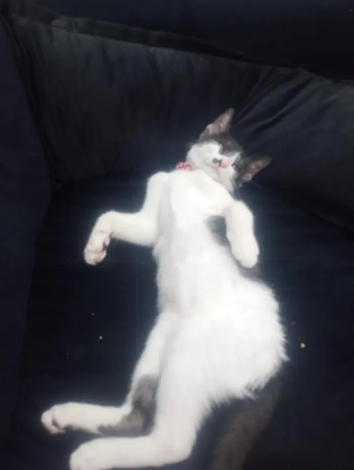 Gato raça SRD-ViraLata idade 2 a 6 meses nome Peter