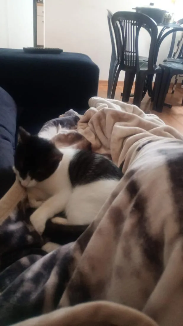 Gato raça SRD-ViraLata idade 2 a 6 meses nome Peter