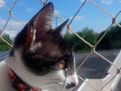 Gato raça SRD-ViraLata idade 2 a 6 meses nome Peter