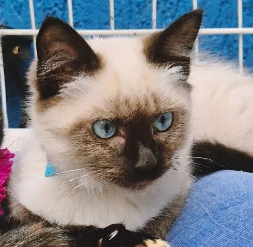 Gato raça Siamês idade 2 a 6 meses nome PIERRE MIX