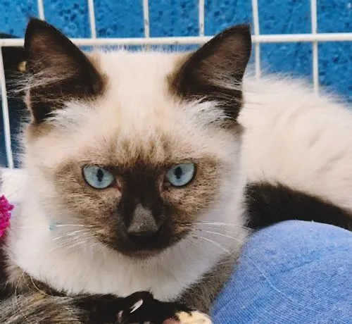 Gato raça Siamês idade 2 a 6 meses nome PIERRE MIX
