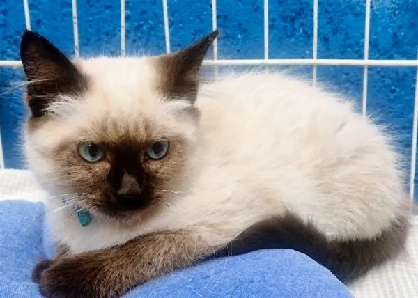 Gato raça Siamês idade 2 a 6 meses nome PIERRE MIX
