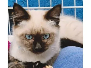 Gato raça Siamês idade 2 a 6 meses nome PIERRE MIX