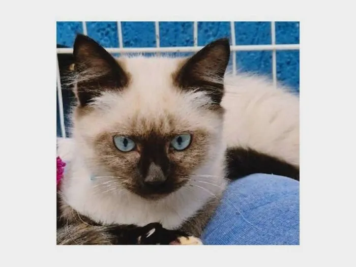 Gato raça Siamês idade 2 a 6 meses nome PIERRE MIX