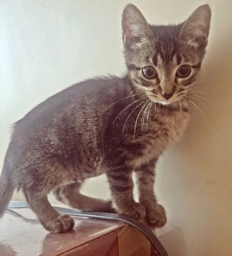 Gato raça SRD-ViraLata idade 2 a 6 meses nome GERALDA TIGRADA