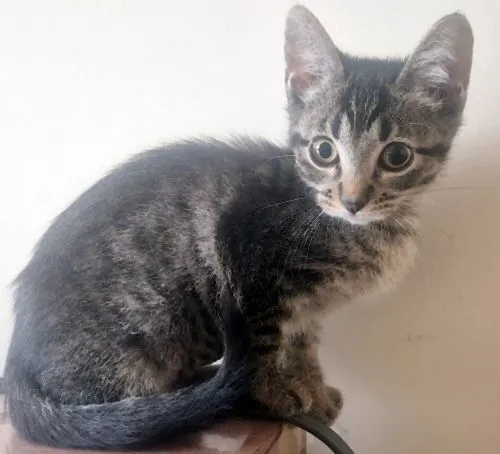 Gato raça SRD-ViraLata idade 2 a 6 meses nome GERALDA TIGRADA