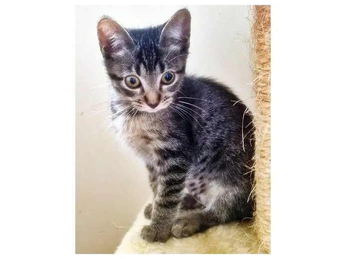 Gato raça SRD-ViraLata idade 2 a 6 meses nome GERALDA TIGRADA