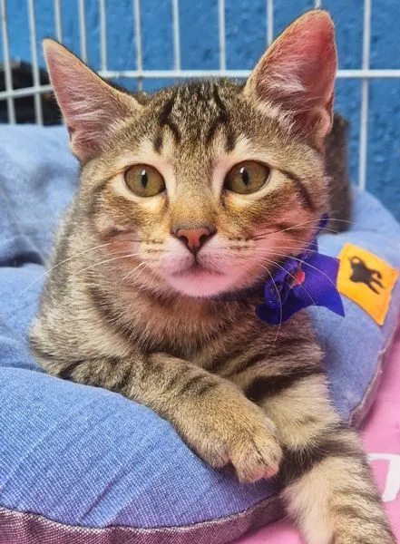Gato raça SRD-ViraLata idade 2 a 6 meses nome TANGO TIGRE