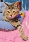 TANGO TIGRE