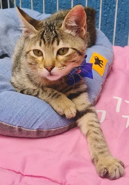 Gato raça SRD-ViraLata idade 2 a 6 meses nome TANGO TIGRE