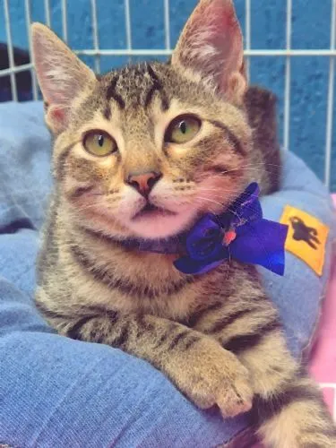 Gato raça SRD-ViraLata idade 2 a 6 meses nome TANGO TIGRE