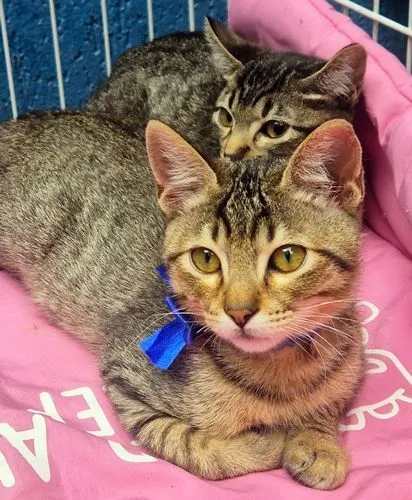 Gato raça SRD-ViraLata idade 2 a 6 meses nome TANGO TIGRE