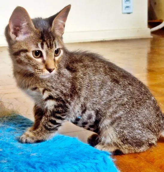 Gato raça SRD-ViraLata idade 2 a 6 meses nome TANGO TIGRE