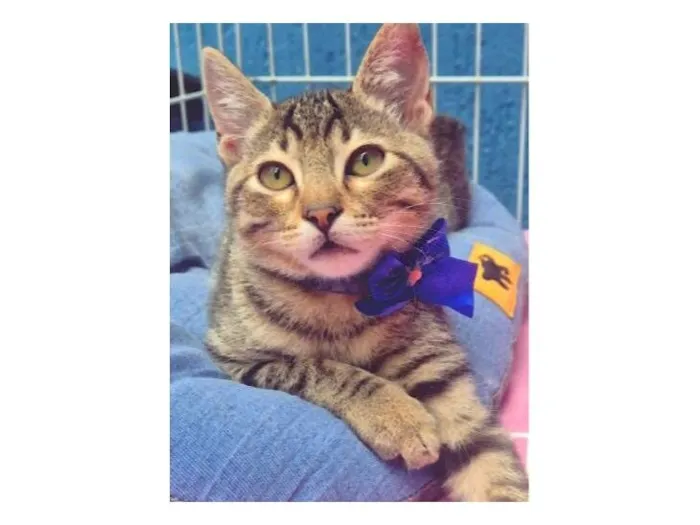 Gato raça SRD-ViraLata idade 2 a 6 meses nome TANGO TIGRE