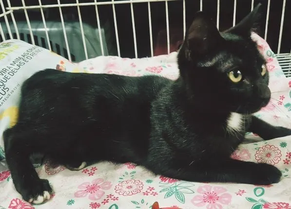 Gato raça SRD-ViraLata idade 2 a 6 meses nome FOFA FRAJOLA