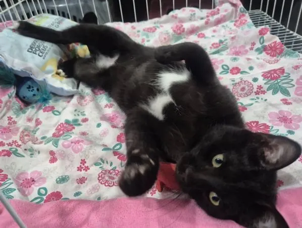 Gato raça SRD-ViraLata idade 2 a 6 meses nome FOFA FRAJOLA