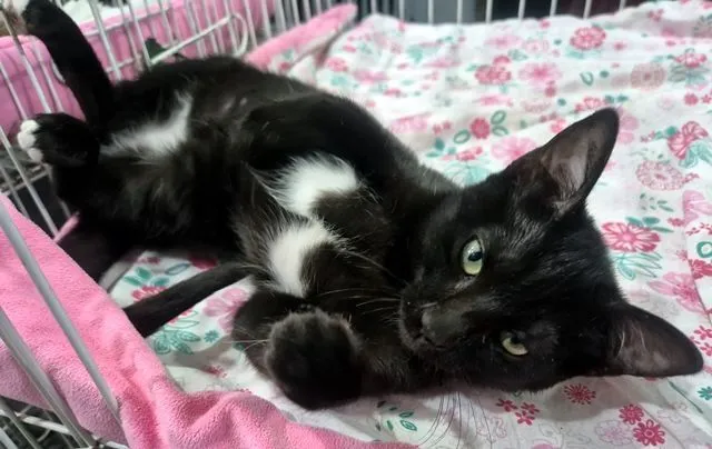 Gato raça SRD-ViraLata idade 2 a 6 meses nome FOFA FRAJOLA