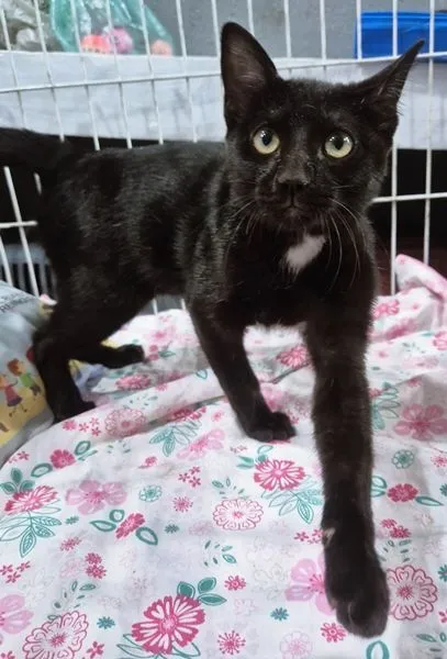 Gato raça SRD-ViraLata idade 2 a 6 meses nome FOFA FRAJOLA