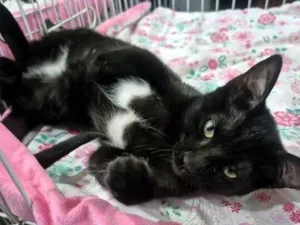 Gato raça SRD-ViraLata idade 2 a 6 meses nome FOFA FRAJOLA